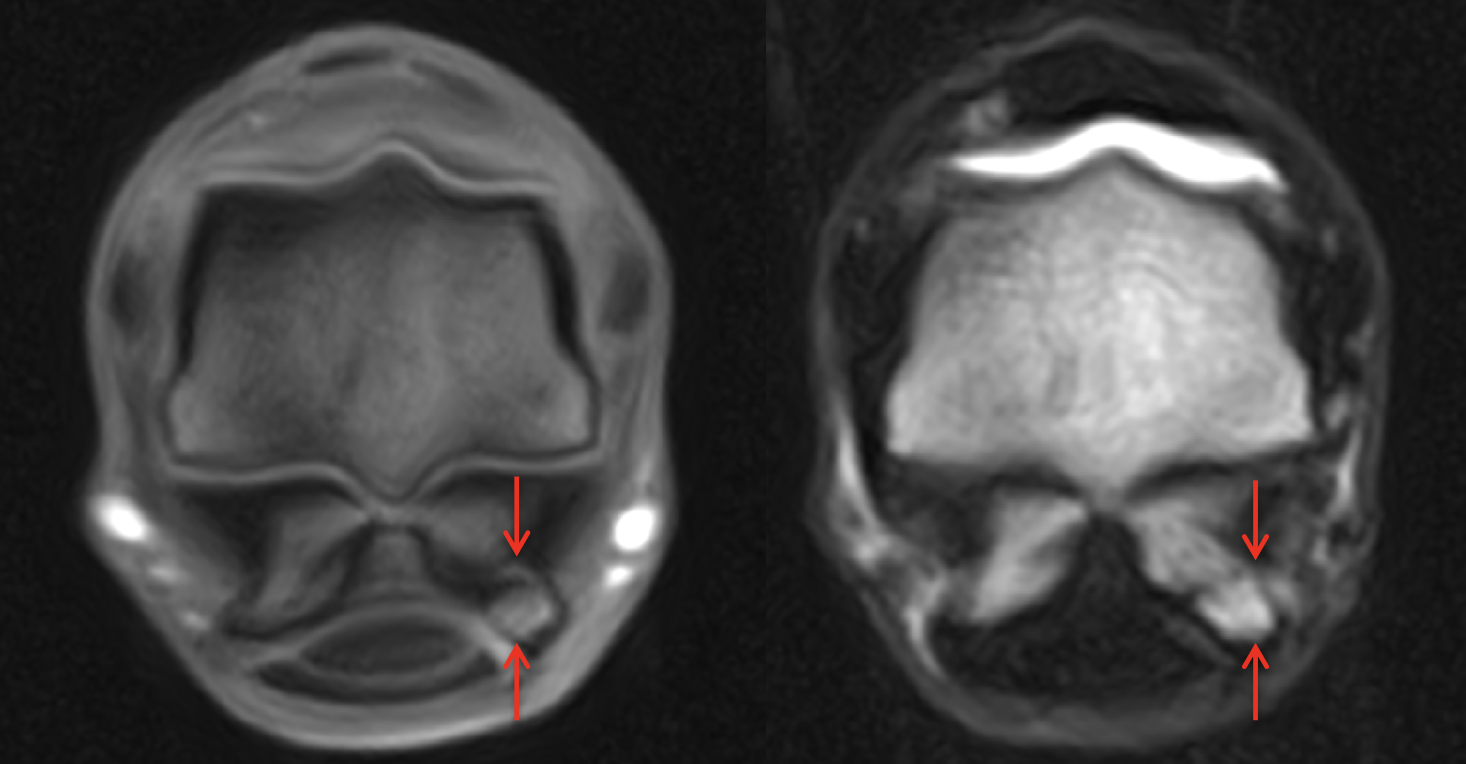 Paired equine limb MRI images